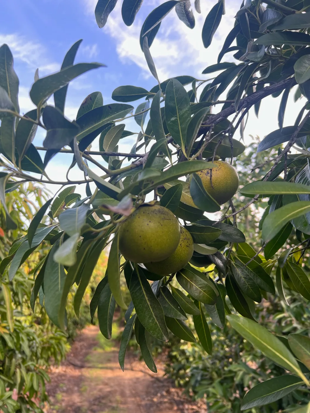 פירות ספוטה שחורה