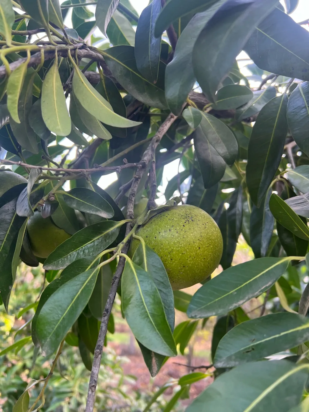 ספוטה שחורה פרי