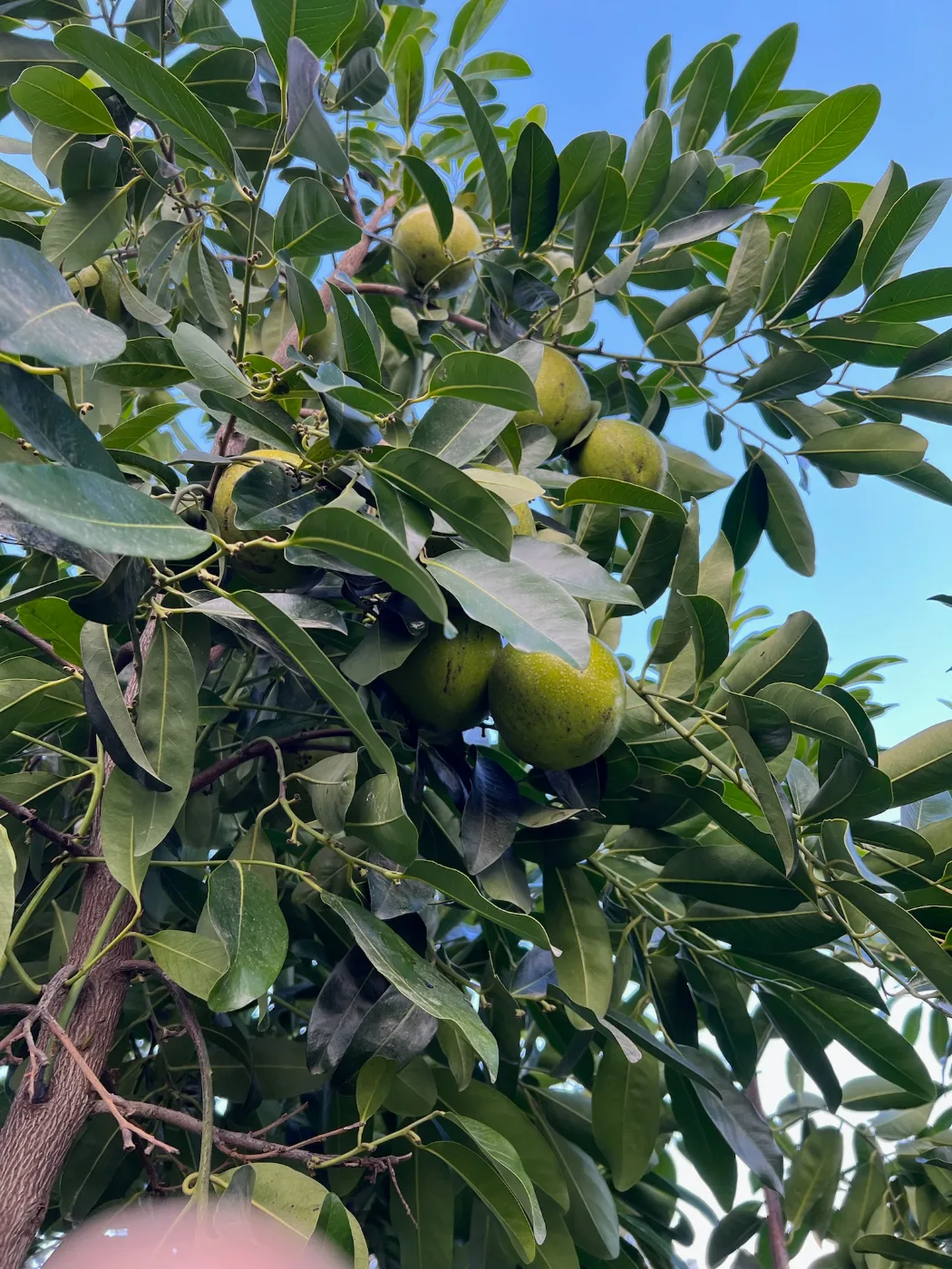 פרי ספוטה שחורה