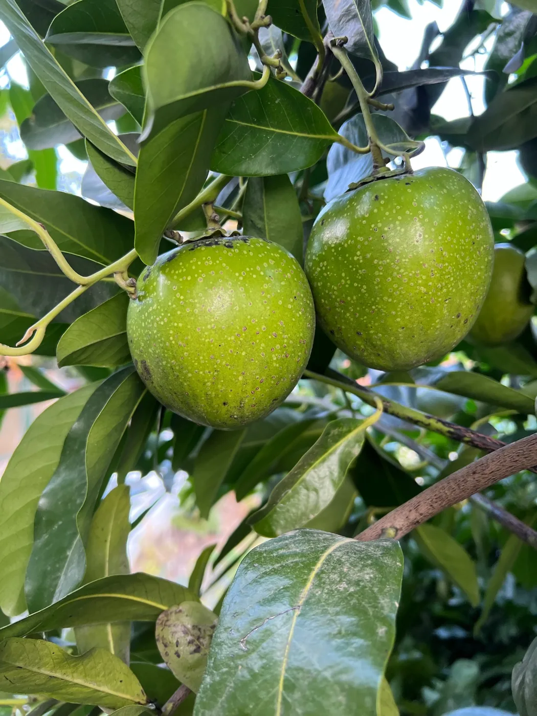 ספוטה שחורה