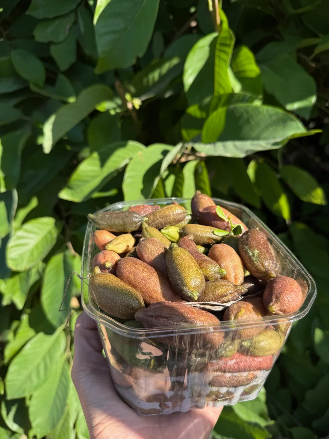 פירות פינגר ליים