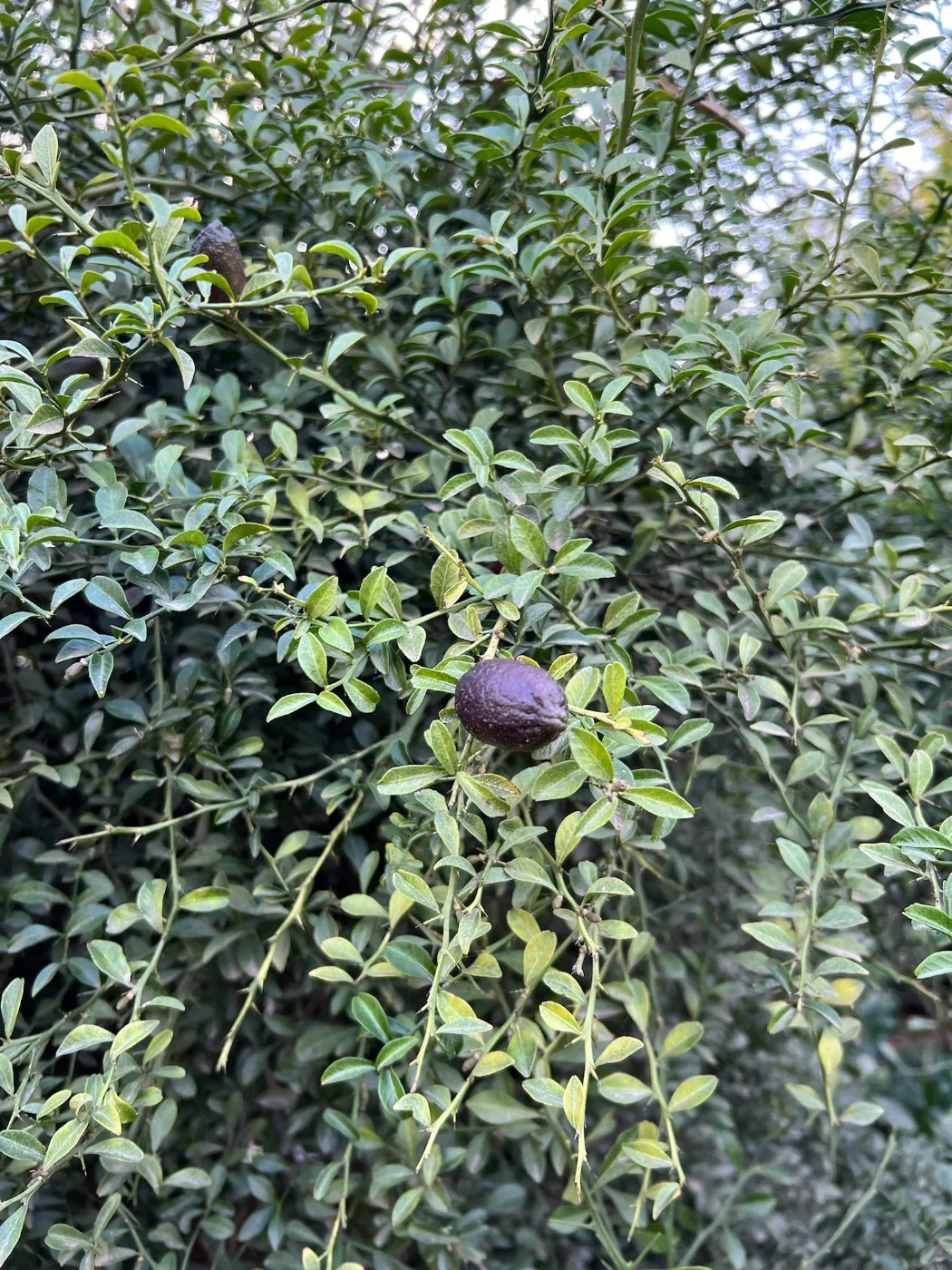 פרי פינגר ליים