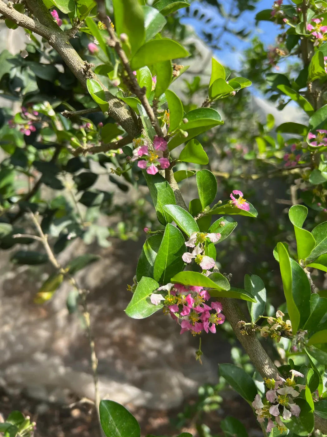 פריחה