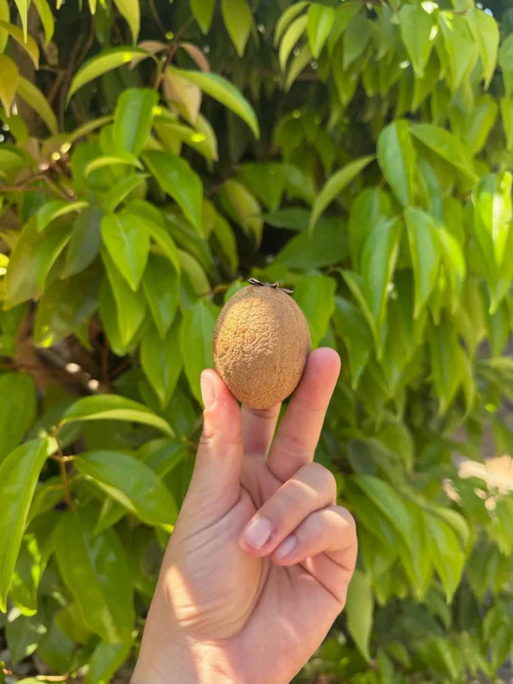 פרי ספודילה
