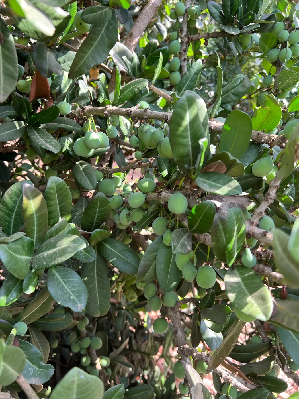 פירות