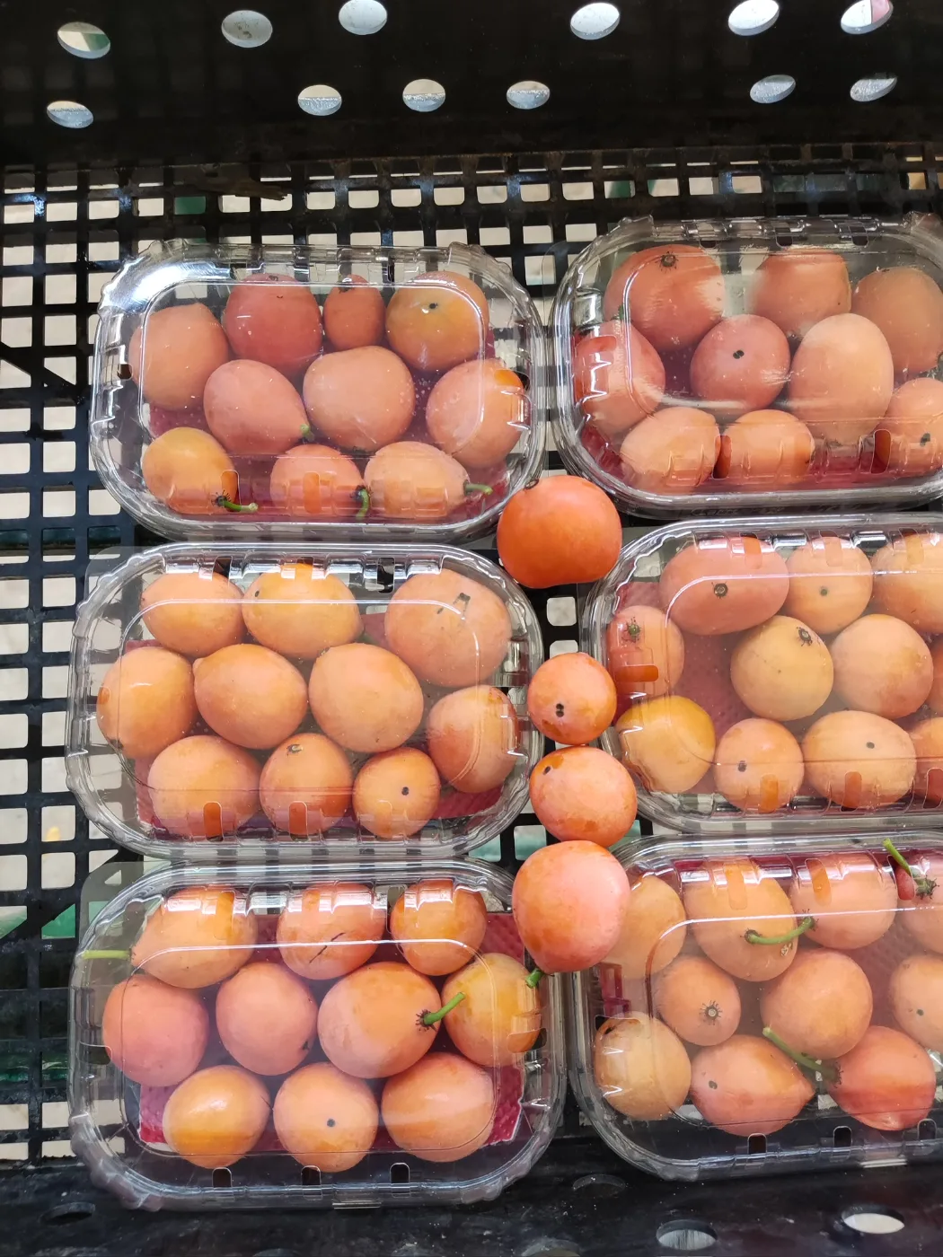 פירות