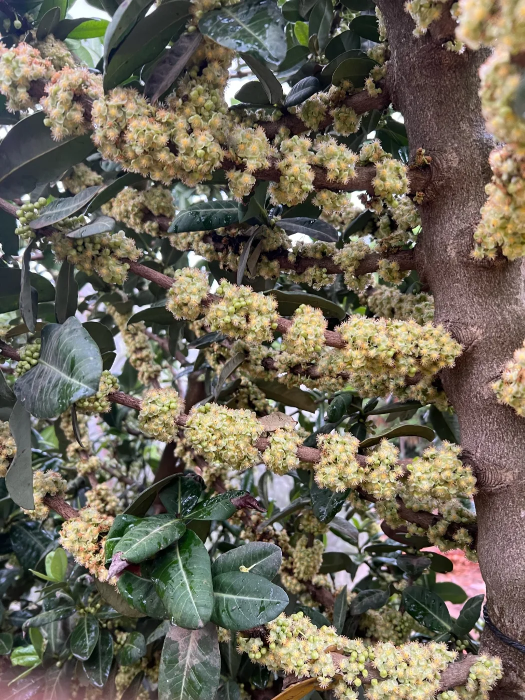 פריחה