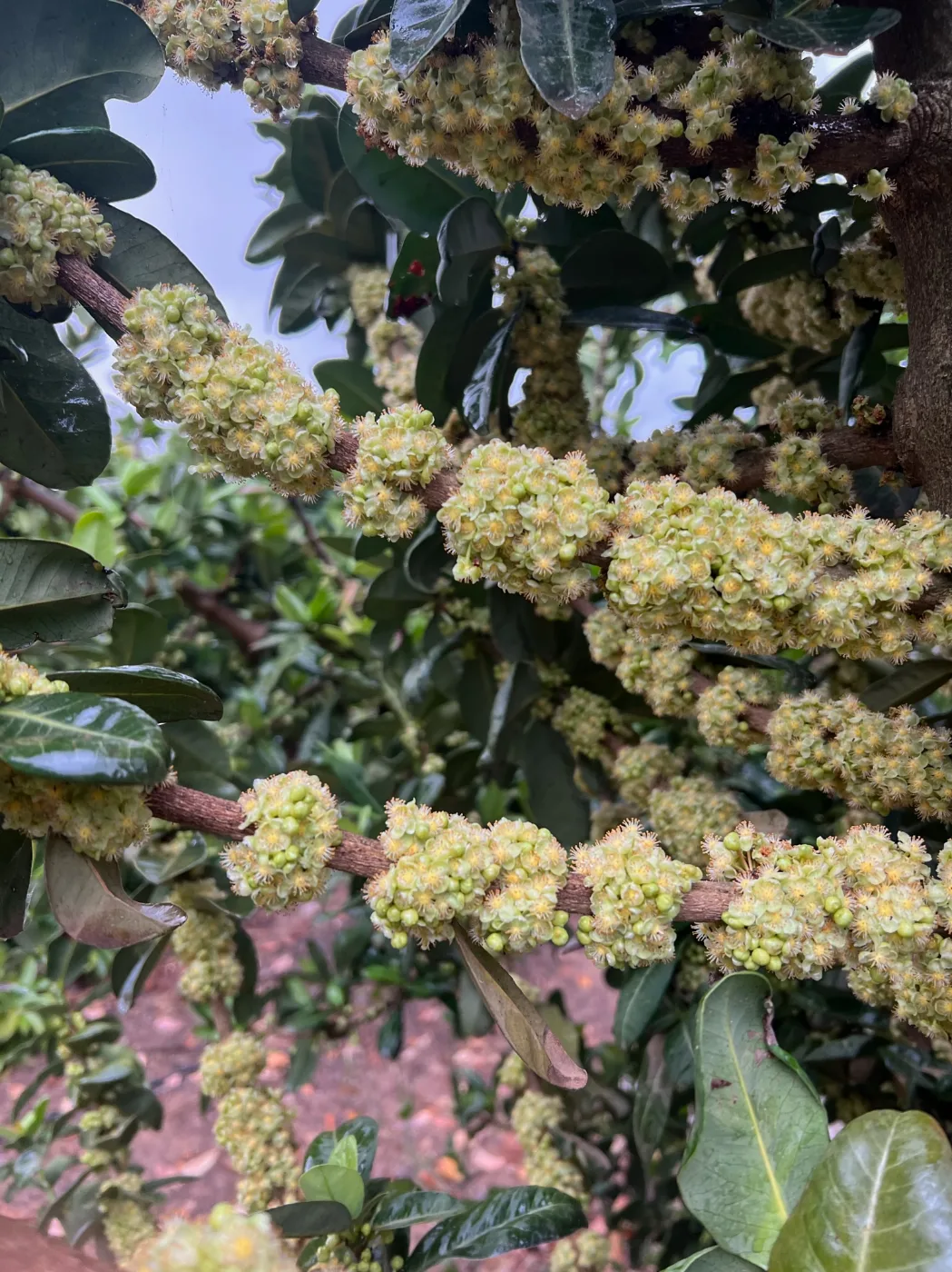 פריחה