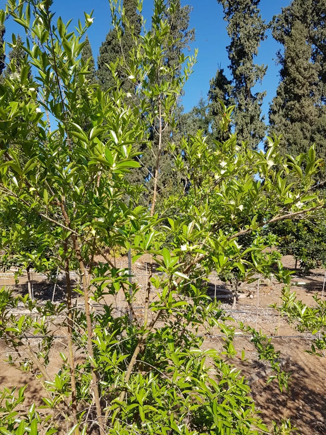 פריחה