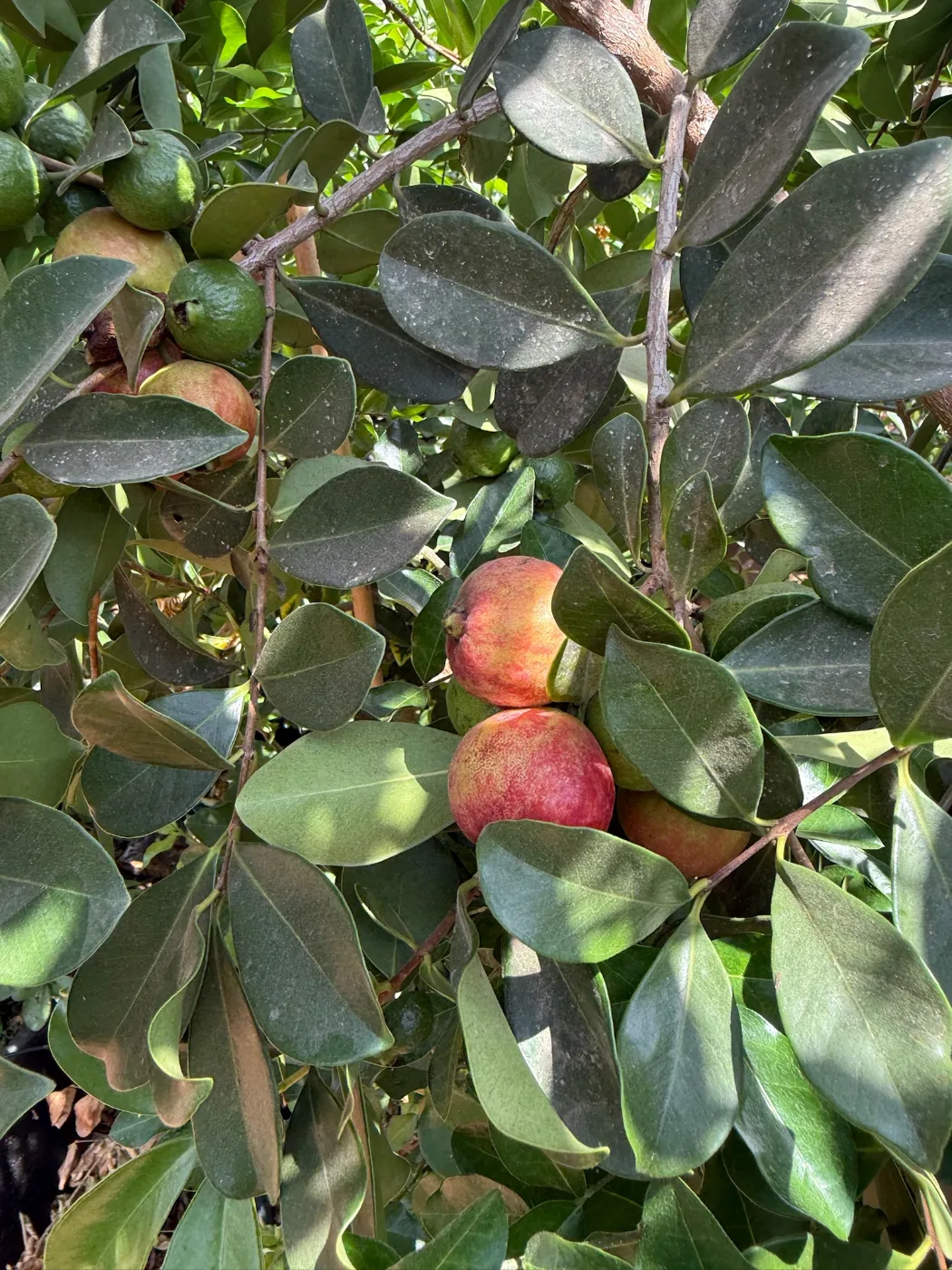 פרי אדומה