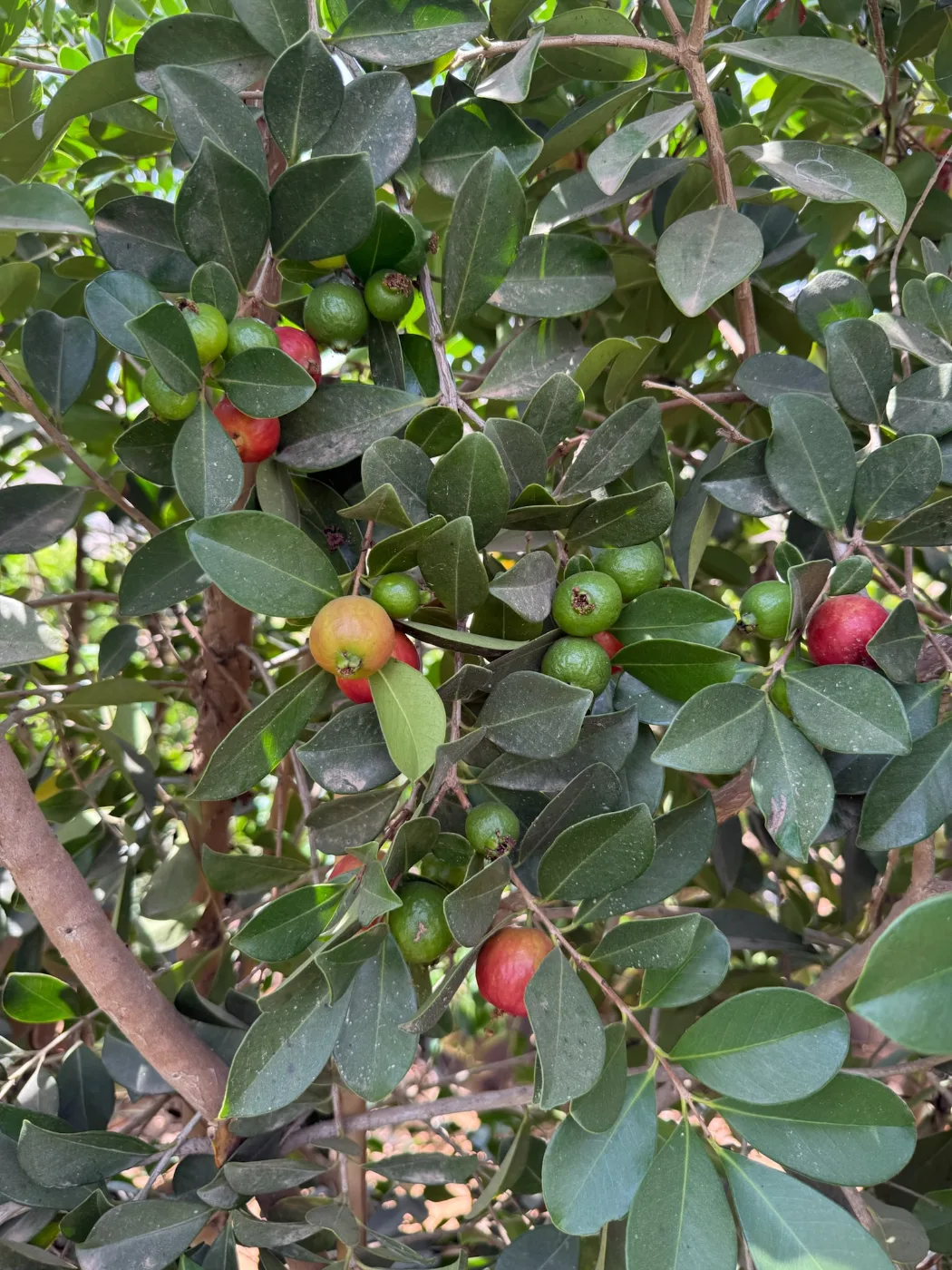 ראשית