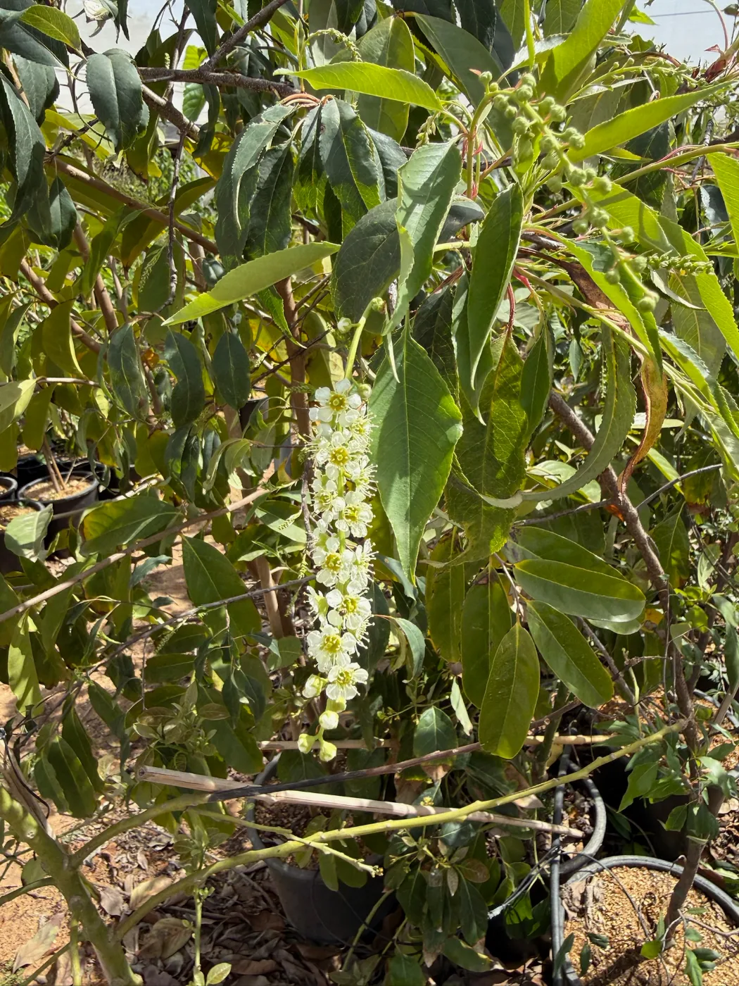 פריחה