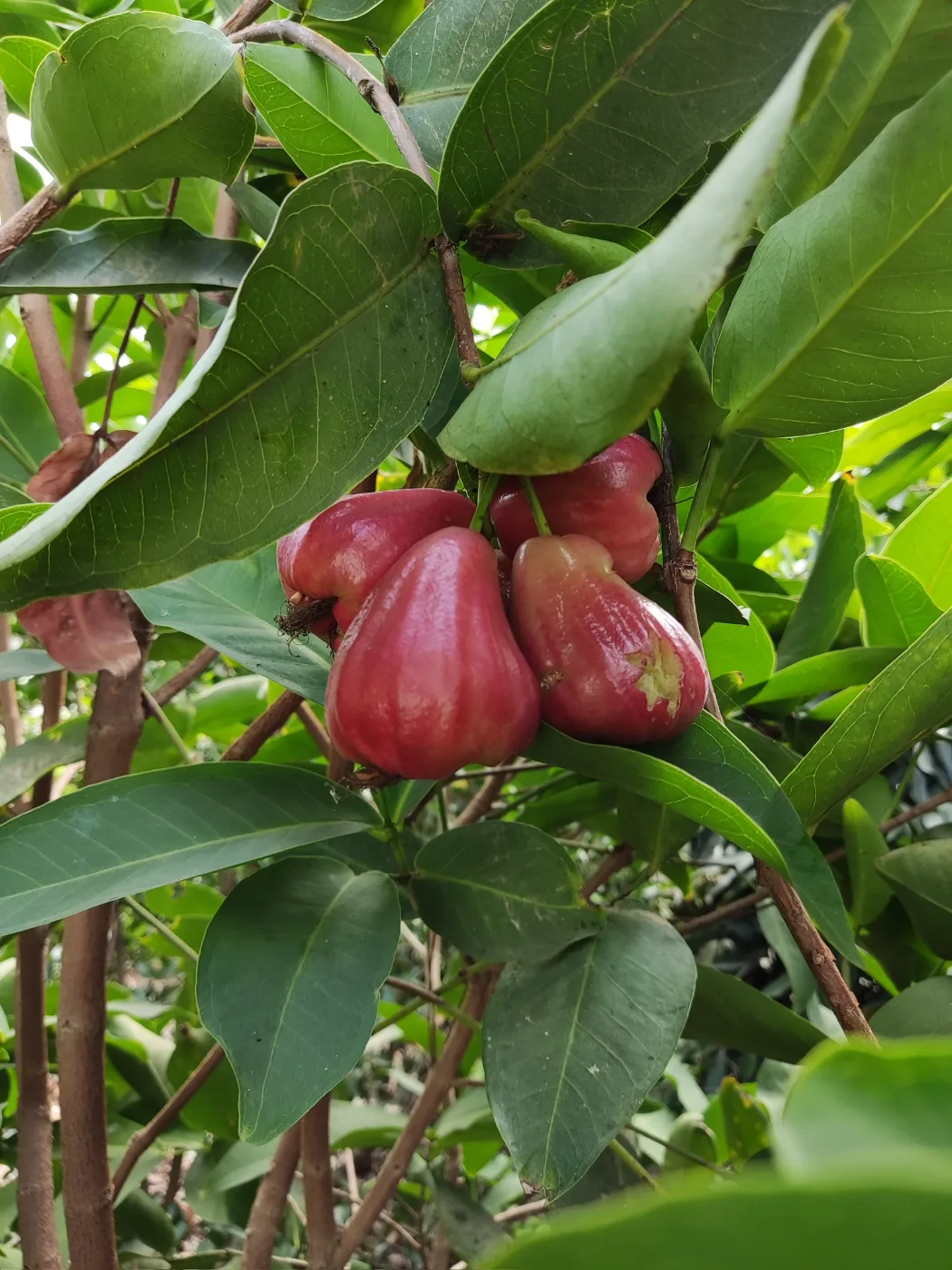 ראשי